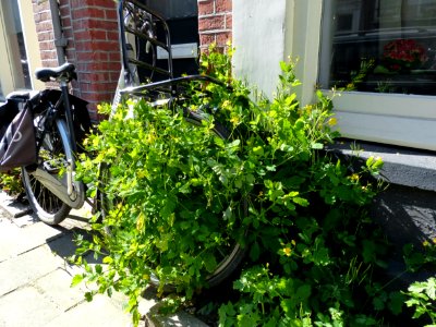 2014.05 - Amsterdam photo, Green urban vegetation attacks a parked bicycle in the streets; a geotagged free urban picture, in public domain / Commons CCO;  city photography by Fons Heijnsbroek, Netherlands