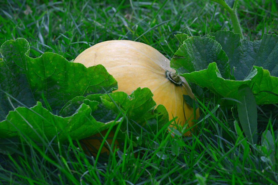 Fall power nature