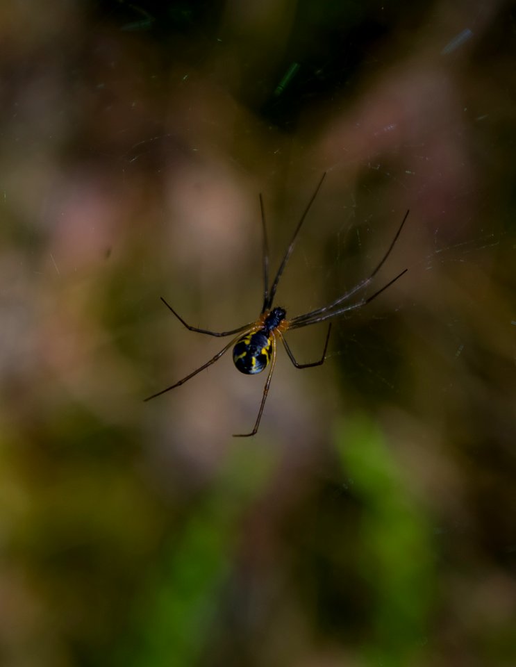 Fontainebleau - 2018/06/16