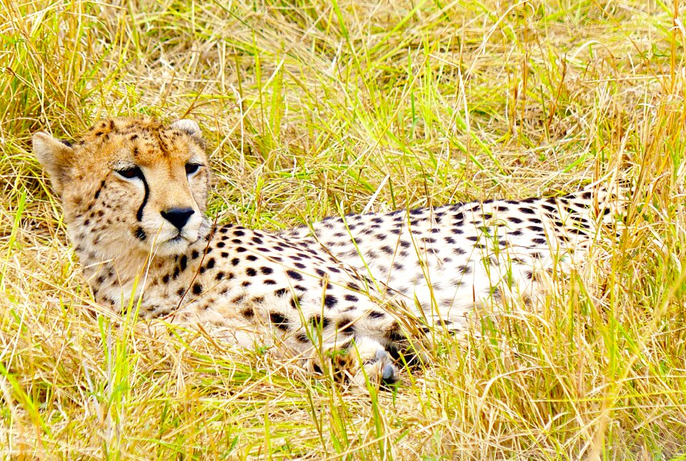 Feline africa kenya photo