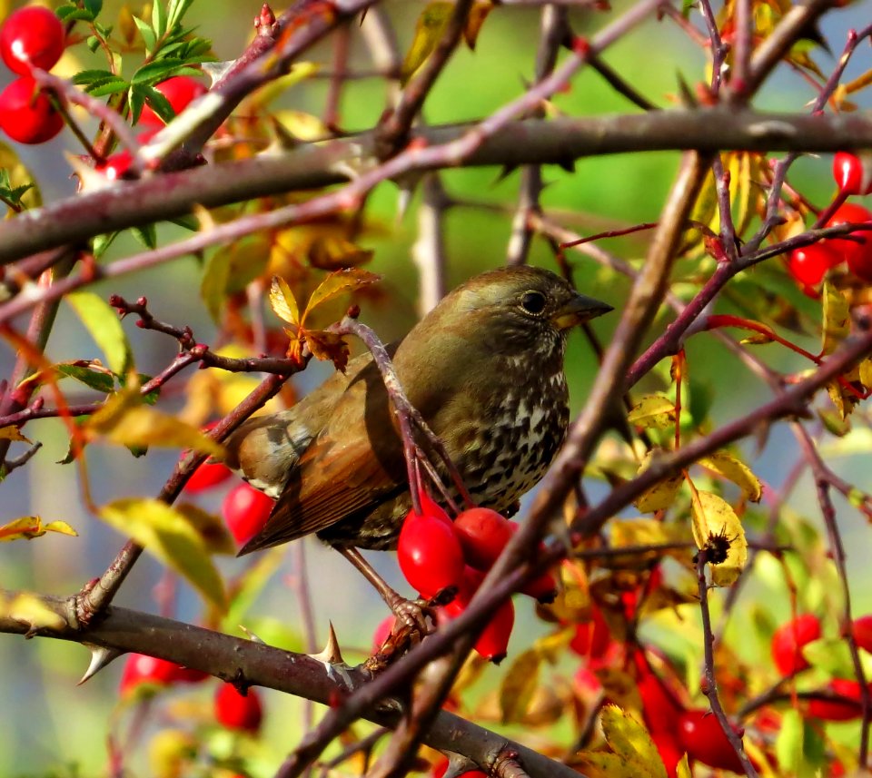 Fox Sparrow