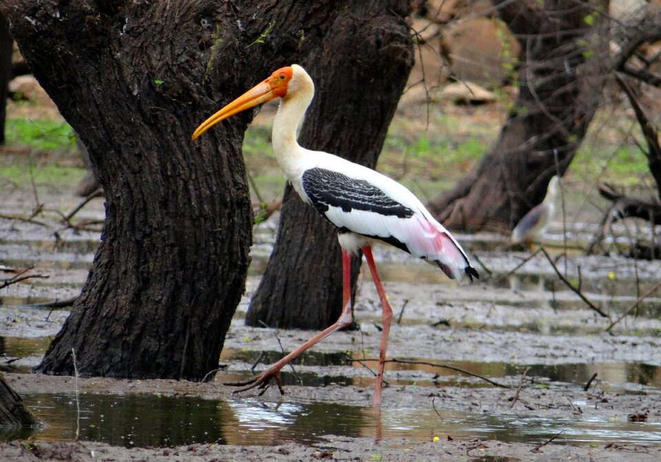 Wader wildlife nature