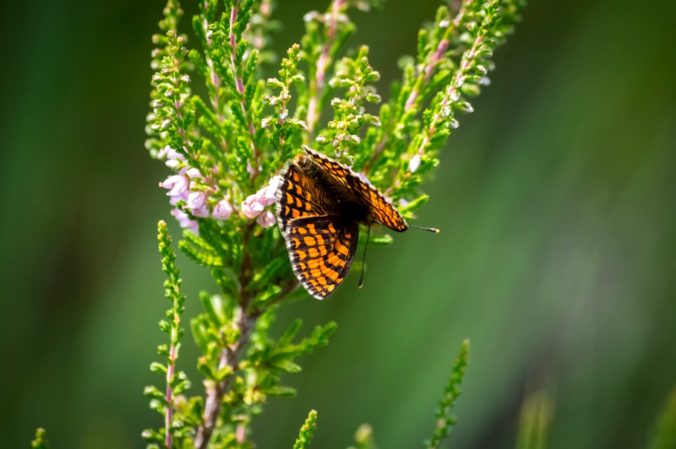 Fontainebleau - 2018/06/16