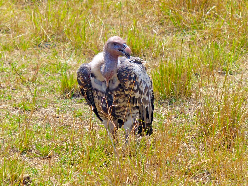 Scavenger africa kenya