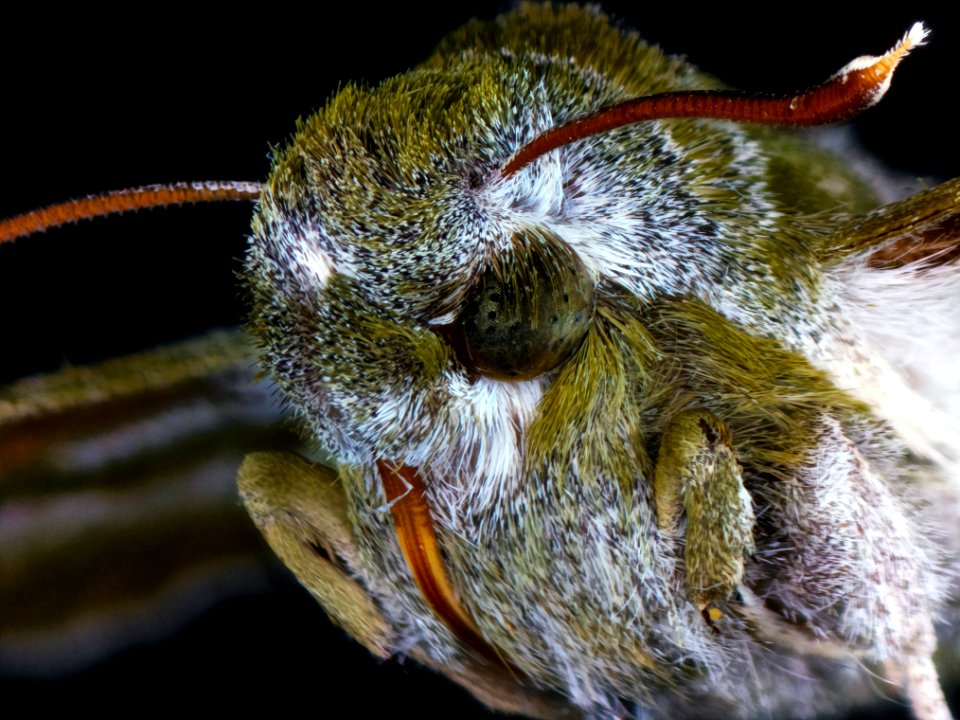 Proserpinus proserpina (Pallas, 1772)