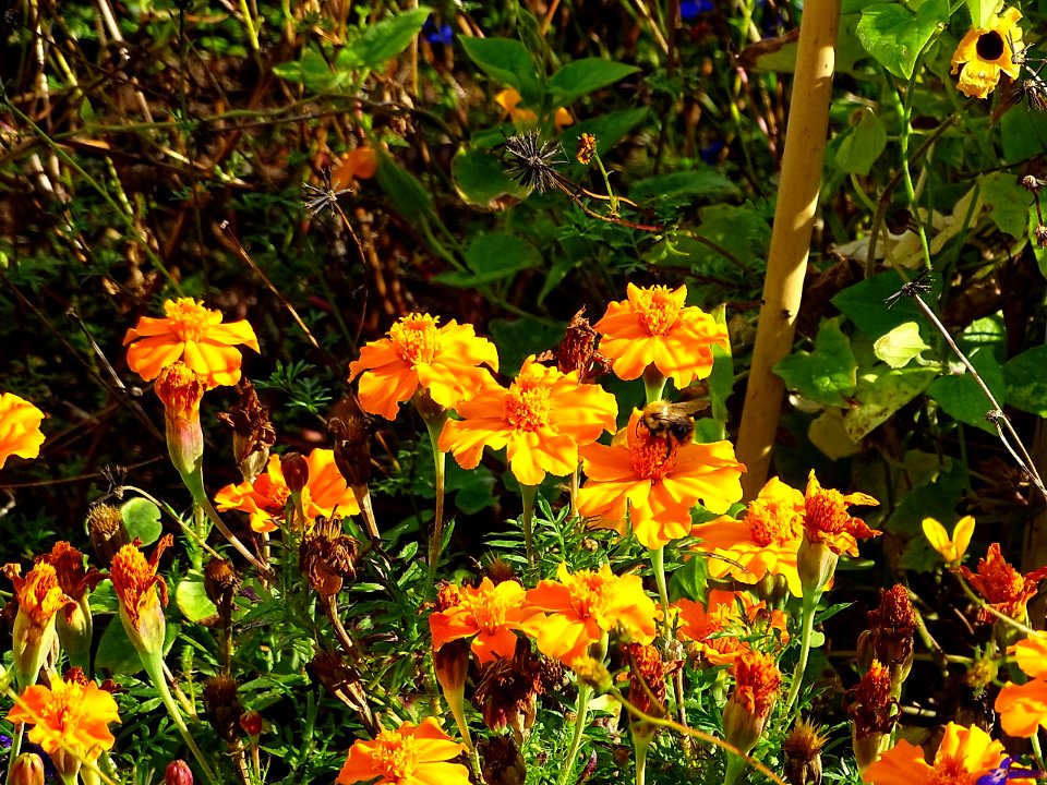 HerbstImpression 161003A