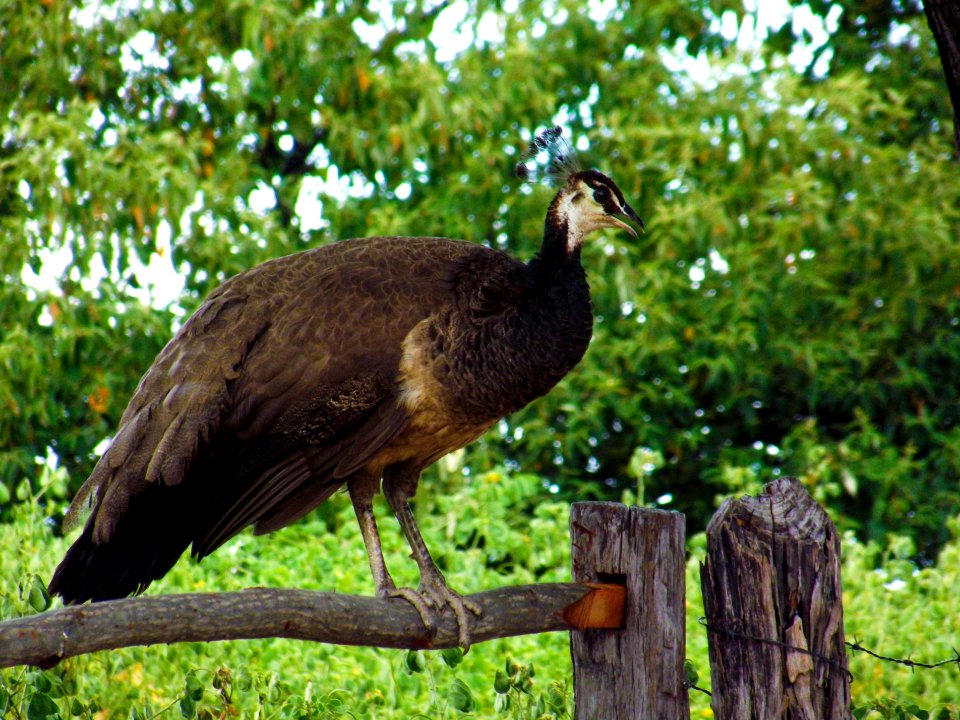 Pavoa