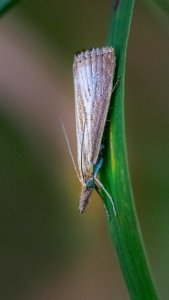 Agriphila straminella (Denis & Schiffermüller, 1775)