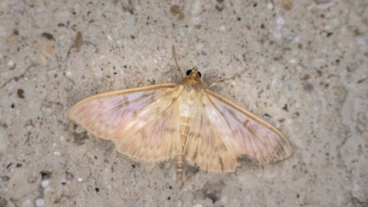 Pleuroptya ruralis (Scopoli, 1763)