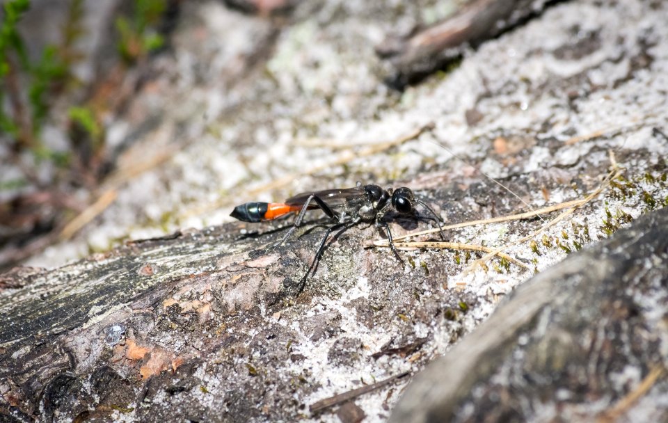 Fontainebleau - 2018/06/16