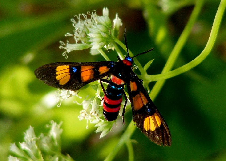 Euchromia polymena, Erebidae (handmaiden moth)