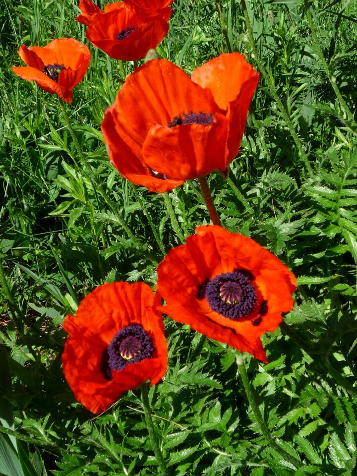 Poppies nature garden