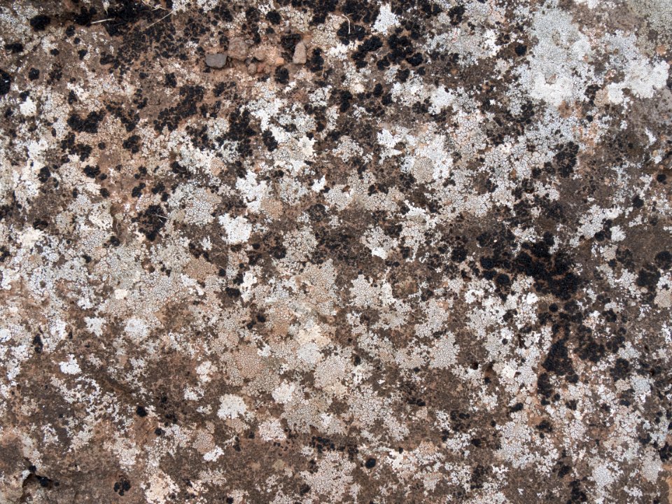 Rock with moss cover