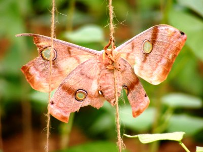 Antheraea mylitta, Saturniidae