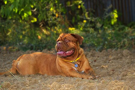 Summer de pet