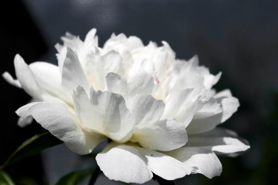 Closeup macro photography spring