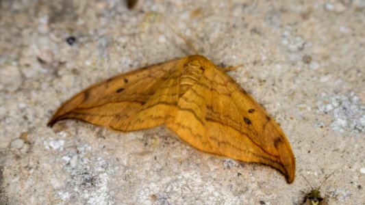 Drepana curvatula (Borkhausen, 1790)