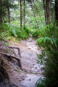Fontainebleau - 2018/06/16