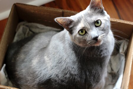 Grey kitty pet photo