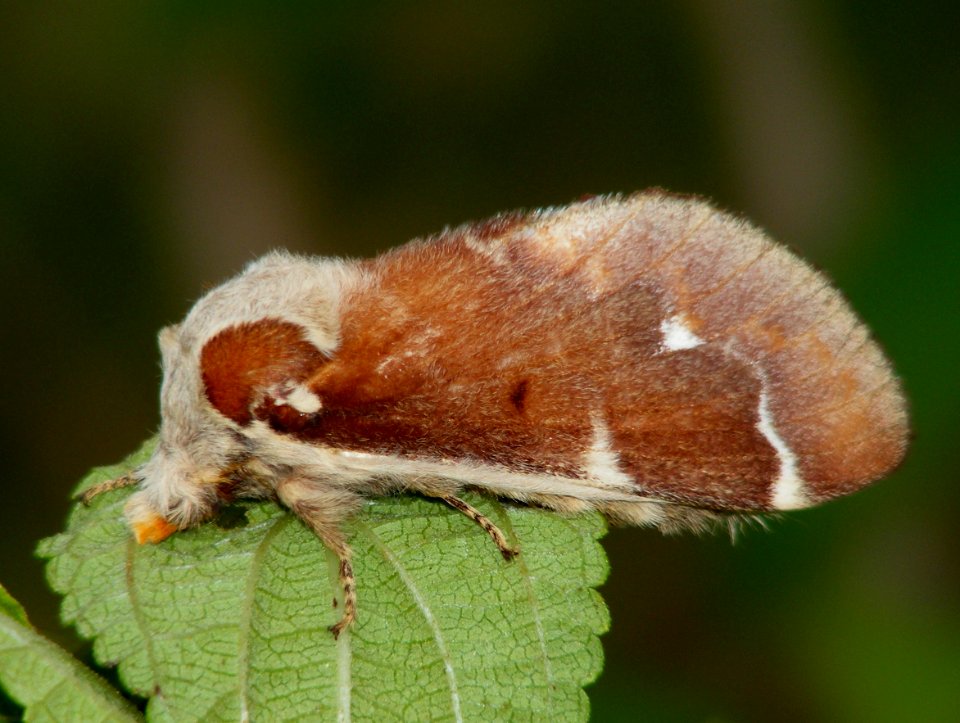 Early Stages of Streblote siva, Lasiocampidae
