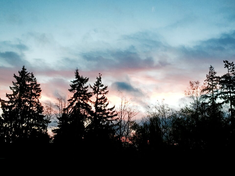 Evening forest trees