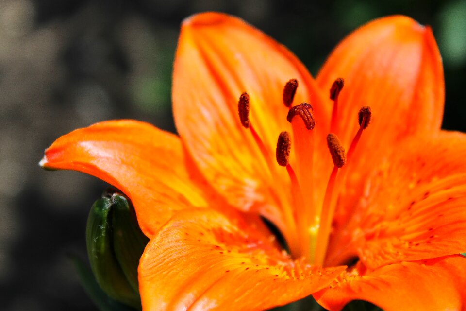 Closeup macro photography spring
