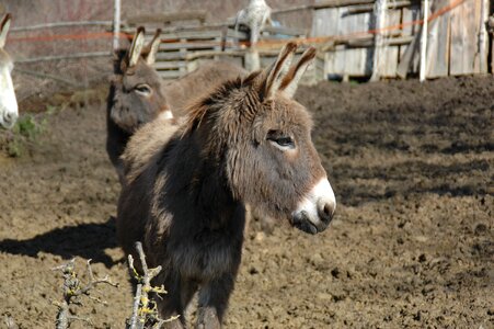 Donkey farm abruzzo