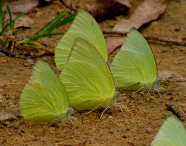 Common Emigrants in Mud puddling