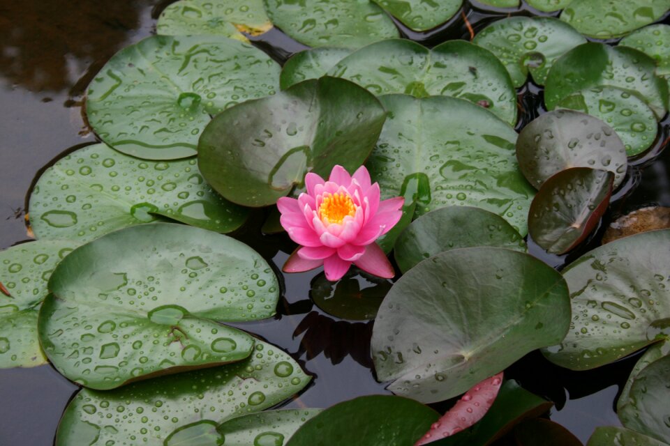 Bloom pond garden