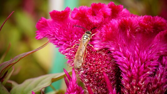 Insects flying nature