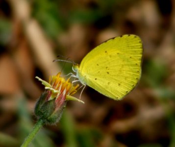 Small Grass yellow Eurema brigitta (WSF) photo