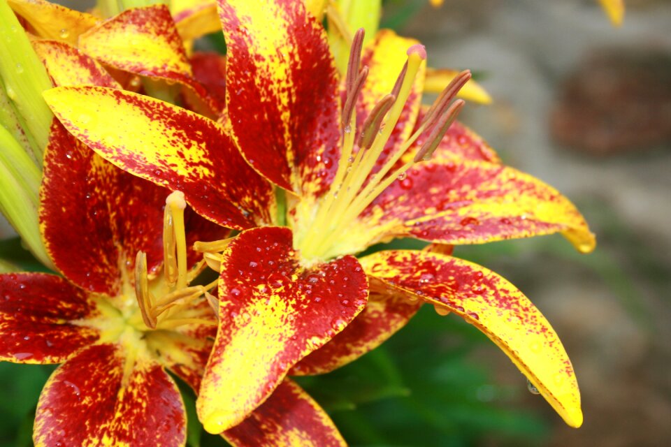 Botany tropical plant