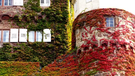 HerbstImpression 161010A