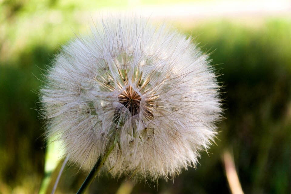 Living nature dandelion greens