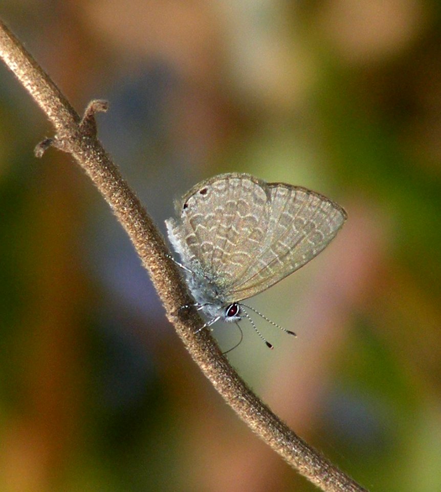 Dingy Lineblue Petrelea dana