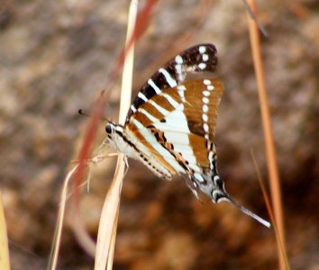 Spot Swordtail Graphium nomius photo