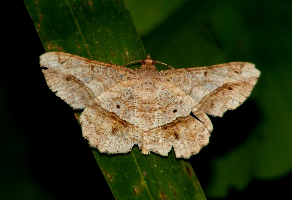 Chiasmia sp. Geometridae