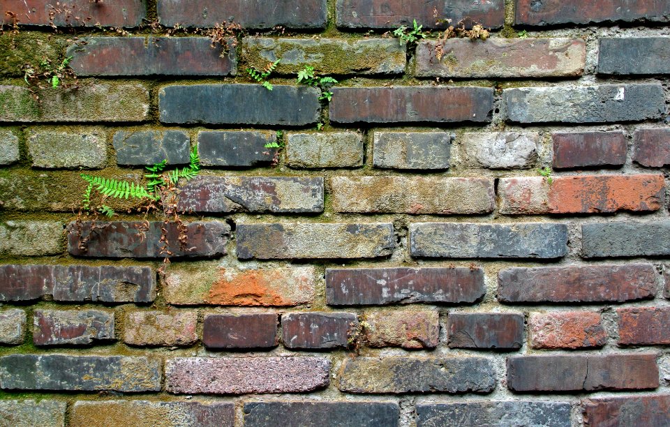 Brick wall with moss