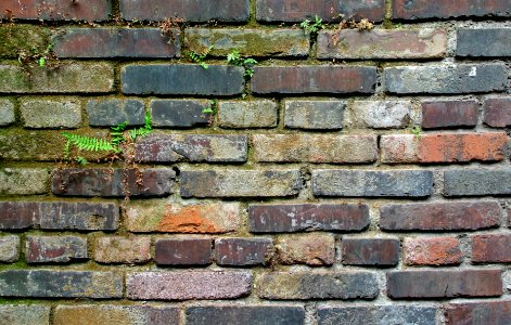 Brick wall with moss photo
