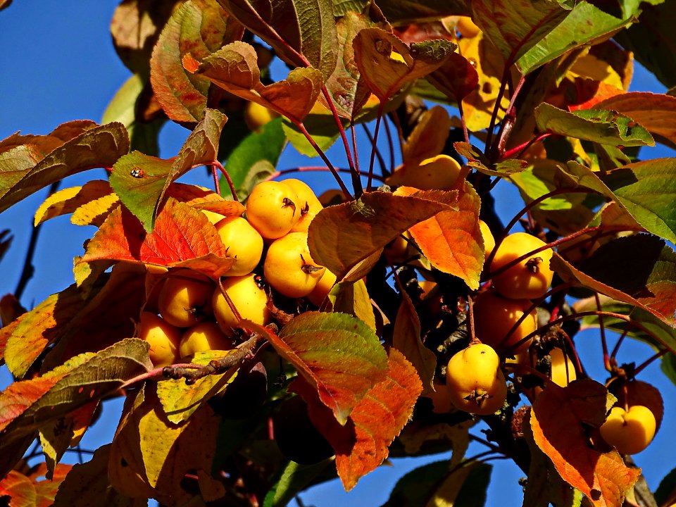Herbstimpression 161016A