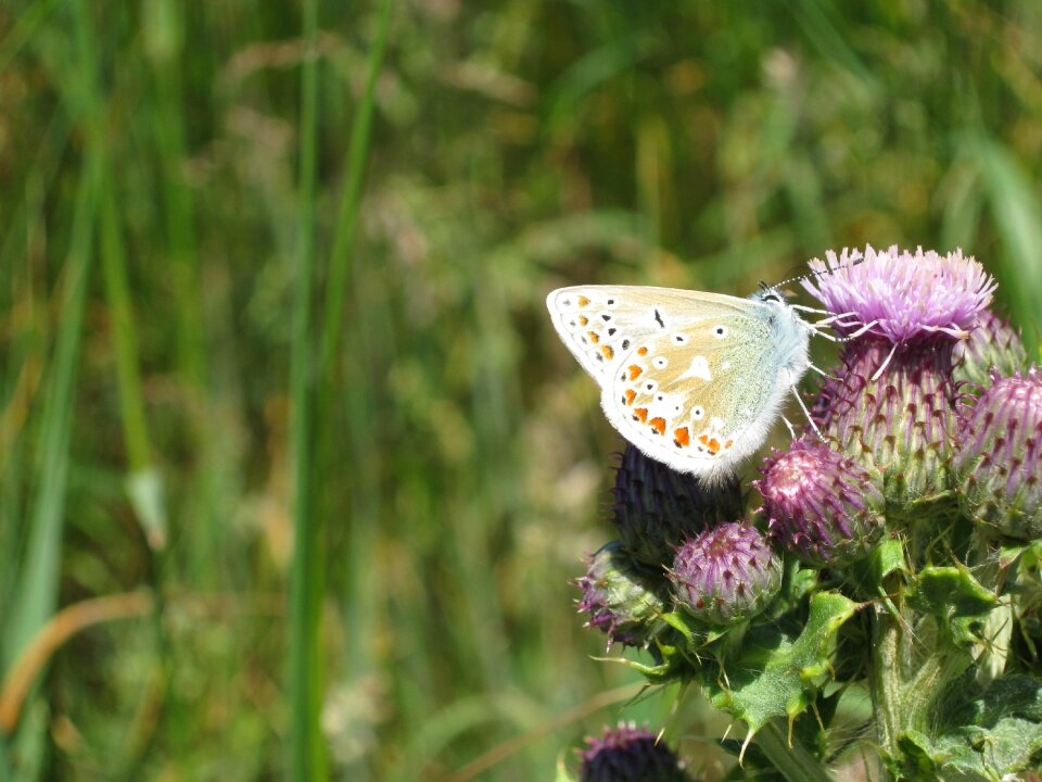 Thistle sligo nature