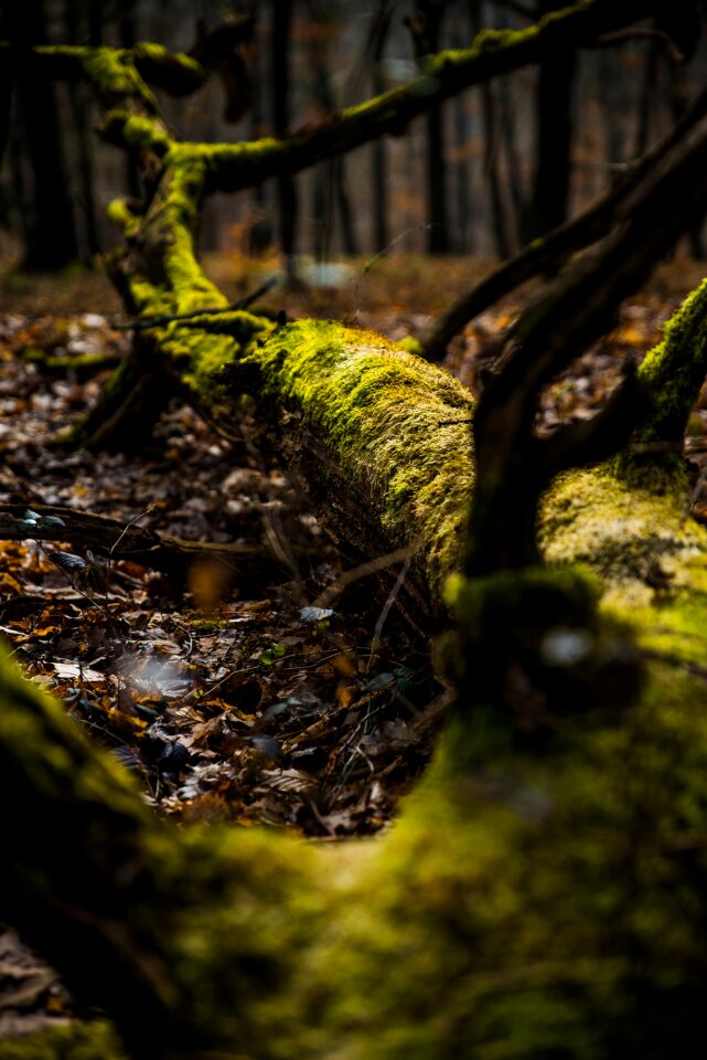Autumn spring moss