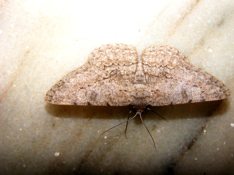 Hypomecis sp., Geometridae, Ennominae, Boarmiini