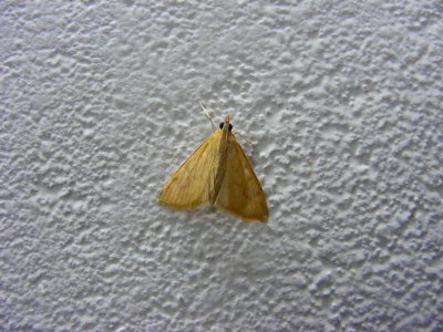 Ostrina sp., Crambidae, Spilomelinae.