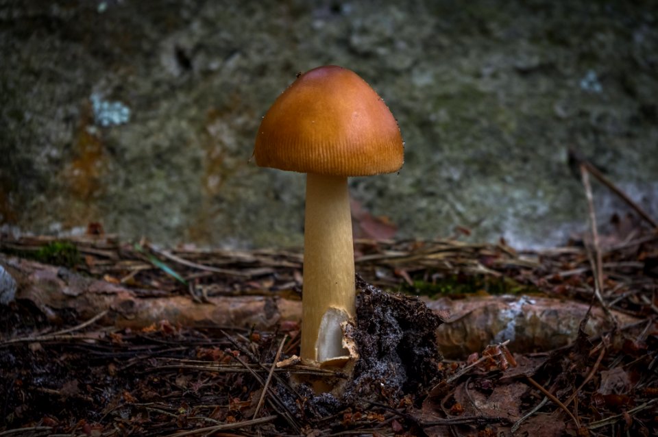 Fontainebleau - 2018/06/16
