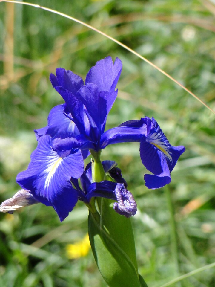 Flower summer blossom