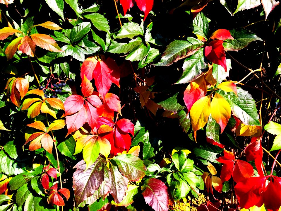 HerbstImpression 160922E