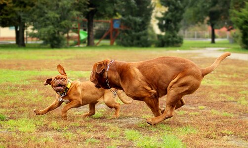 Bordeaux mastiff burgundy photo