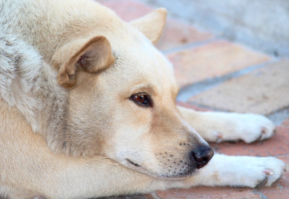 Doze bright coat snout