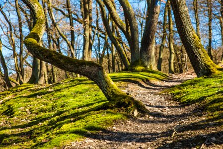 Trail away path photo